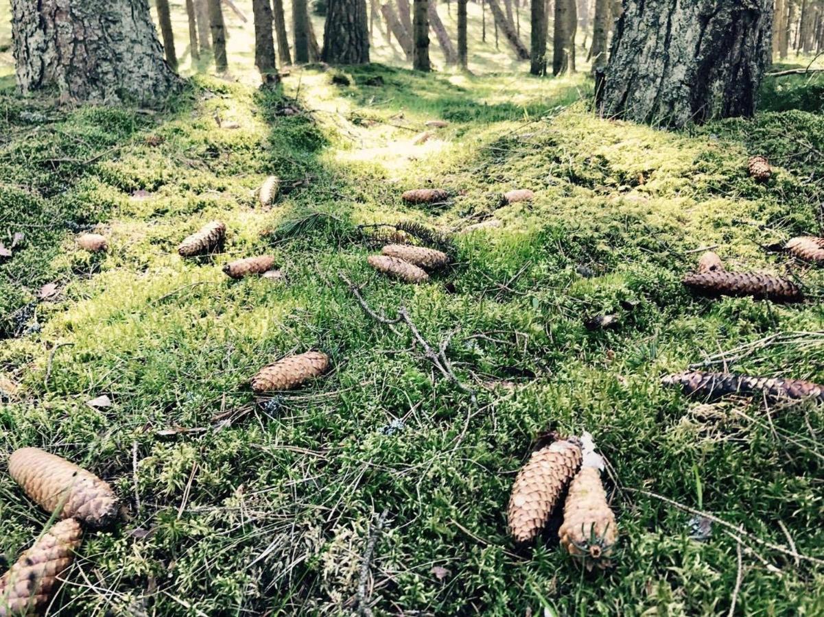Apartments Isle Of Pinecones Nida Bagian luar foto